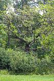 IMG_1739.jpg