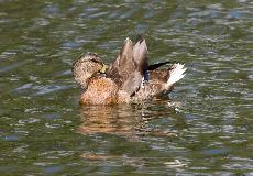 IMG_1755.jpg