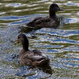 IMG_1784.jpg
