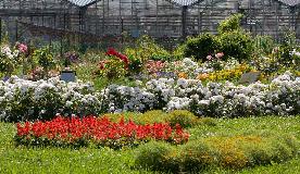 IMG_1801.jpg