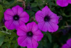 IMG_1811.jpg
