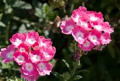 IMG_1814.jpg