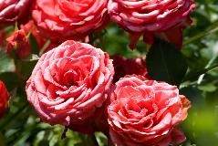 IMG_1821.jpg