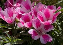 IMG_1865.jpg