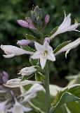 IMG_1886.jpg