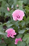 IMG_1898.jpg