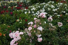 IMG_1921.jpg