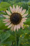 IMG_1922.jpg