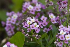 IMG_1931.jpg