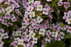 IMG_1938.jpg