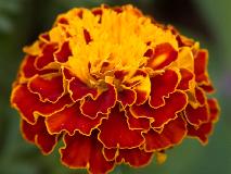 IMG_1943.jpg