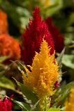 IMG_2034.jpg