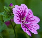 IMG_3726.jpg