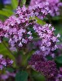 IMG_3812.jpg