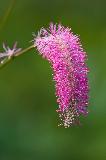 IMG_3833.jpg