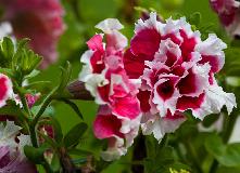 IMG_3854.jpg