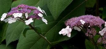 IMG_3869.jpg