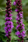 IMG_3877.jpg