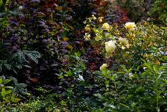 IMG_3931.jpg
