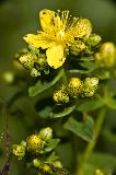 _MG_2751.jpg