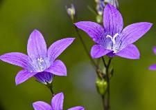 _MG_2752.jpg