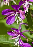 _MG_2761.jpg