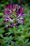 _MG_4163.jpg