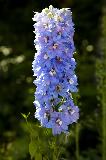 _MG_4185.jpg