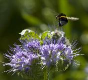 _MG_4236.jpg