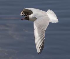 IMG_0449.jpg