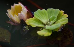 IMG_3338.jpg