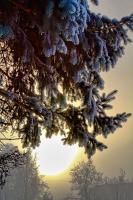 IMG_4241.jpg