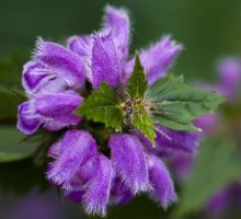 IMG_5179.jpg