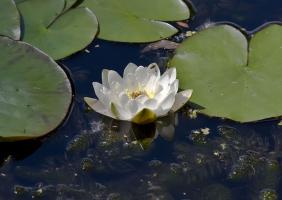 IMG_5266.jpg