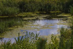 IMG_5528.jpg