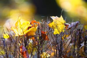 IMG_5894.jpg