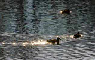 IMG_5932.jpg