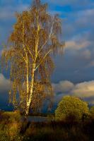 IMG_6223.jpg