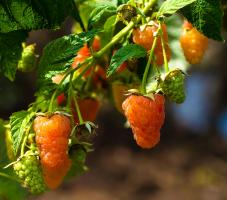 IMG_7982_2.jpg