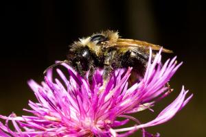 _MG_2795.jpg