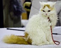 _MG_5203.jpg