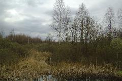IMG_1390.jpg