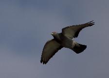 IMG_2129.jpg