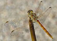 IMG_1271.jpg