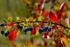 IMG_1285.jpg