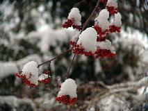 DSC07421.jpg