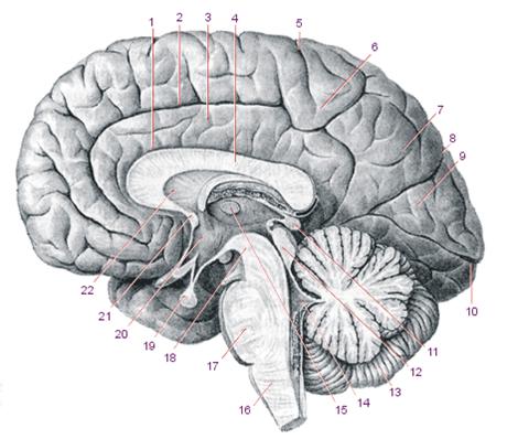 Описание: http://www.tryphonov.ru/tryphonov2/pic2/cns4c.gif