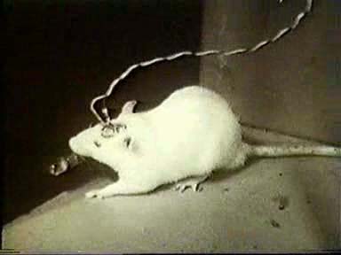 Описание: http://drevoznanij.info/files/common/new/fiziology/18000218066.jpg