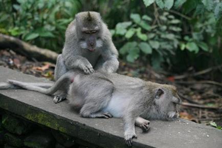 : http://traveliving.org/wordpress/photo/dubrovskaya/ubud-monkey-forest/ubud-monkey-forest19.jpg