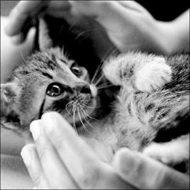 Описание: http://kisimyau.ru/wp-content/uploads/2011/03/3122746_large.jpg